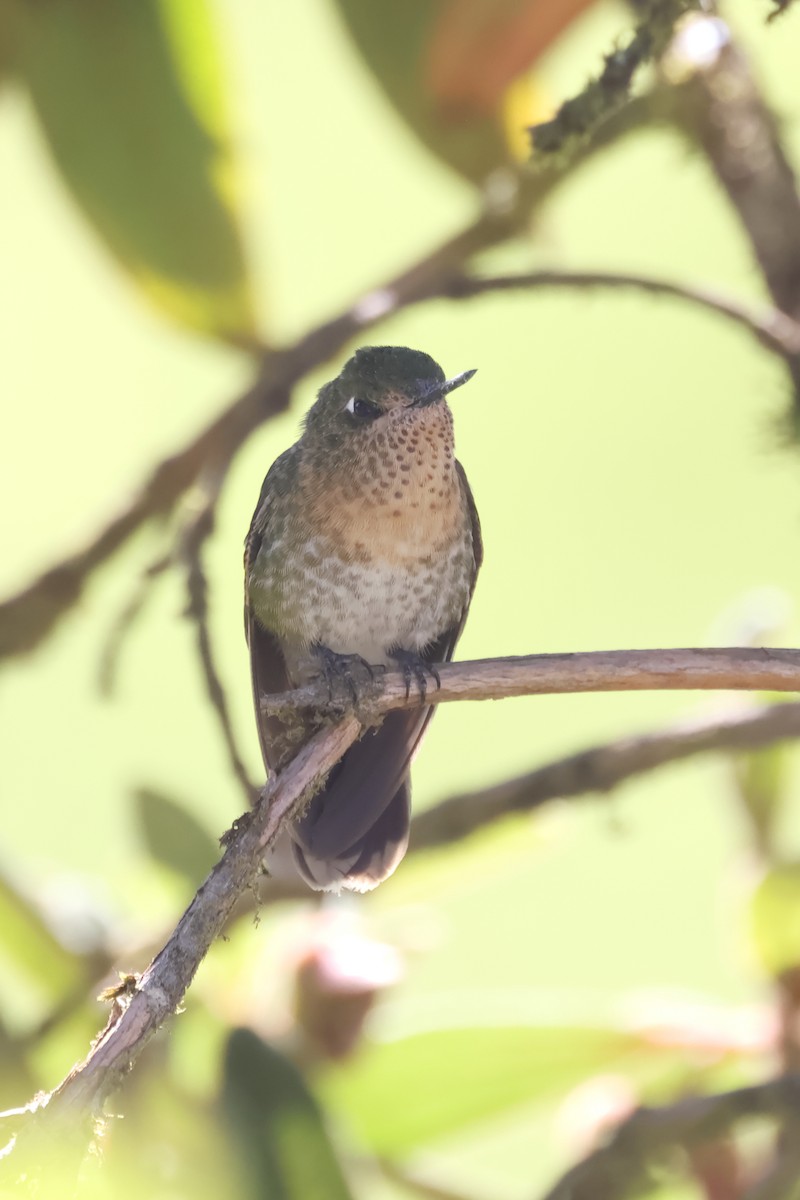 Tyrian Metaltail - ML646523814