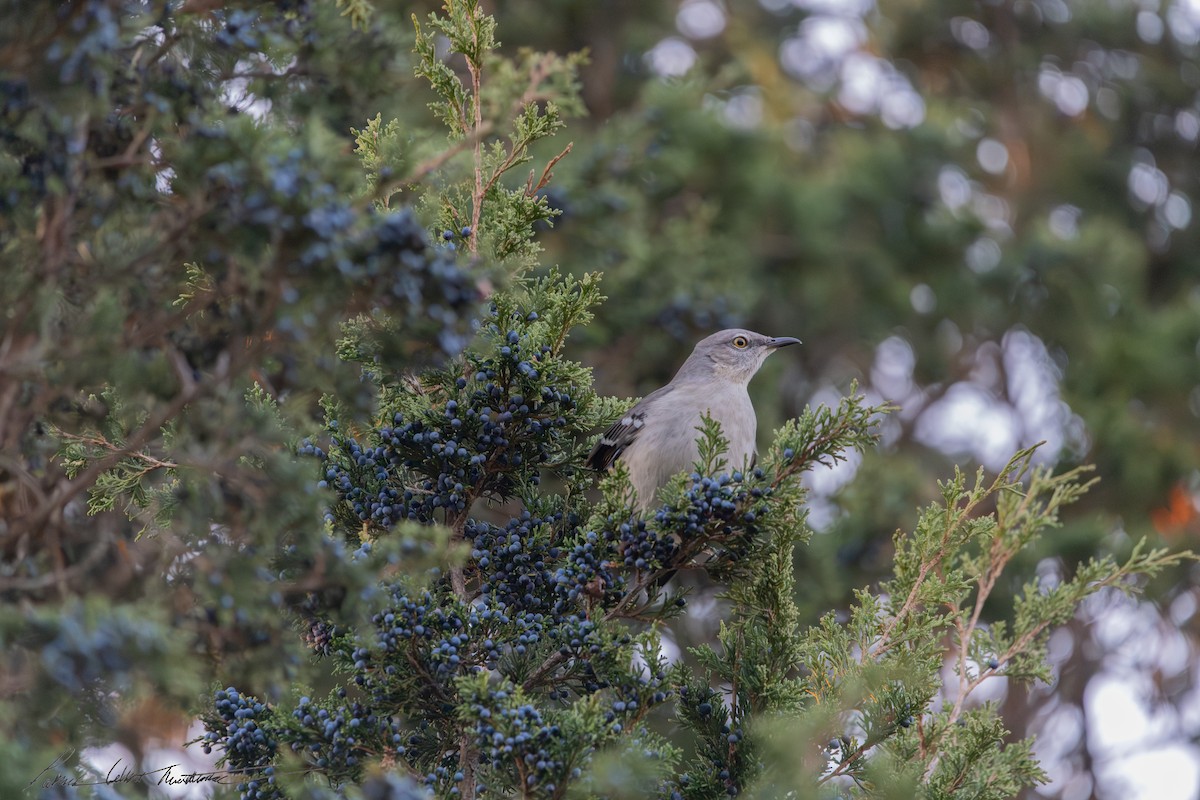 Northern Mockingbird - ML646523815