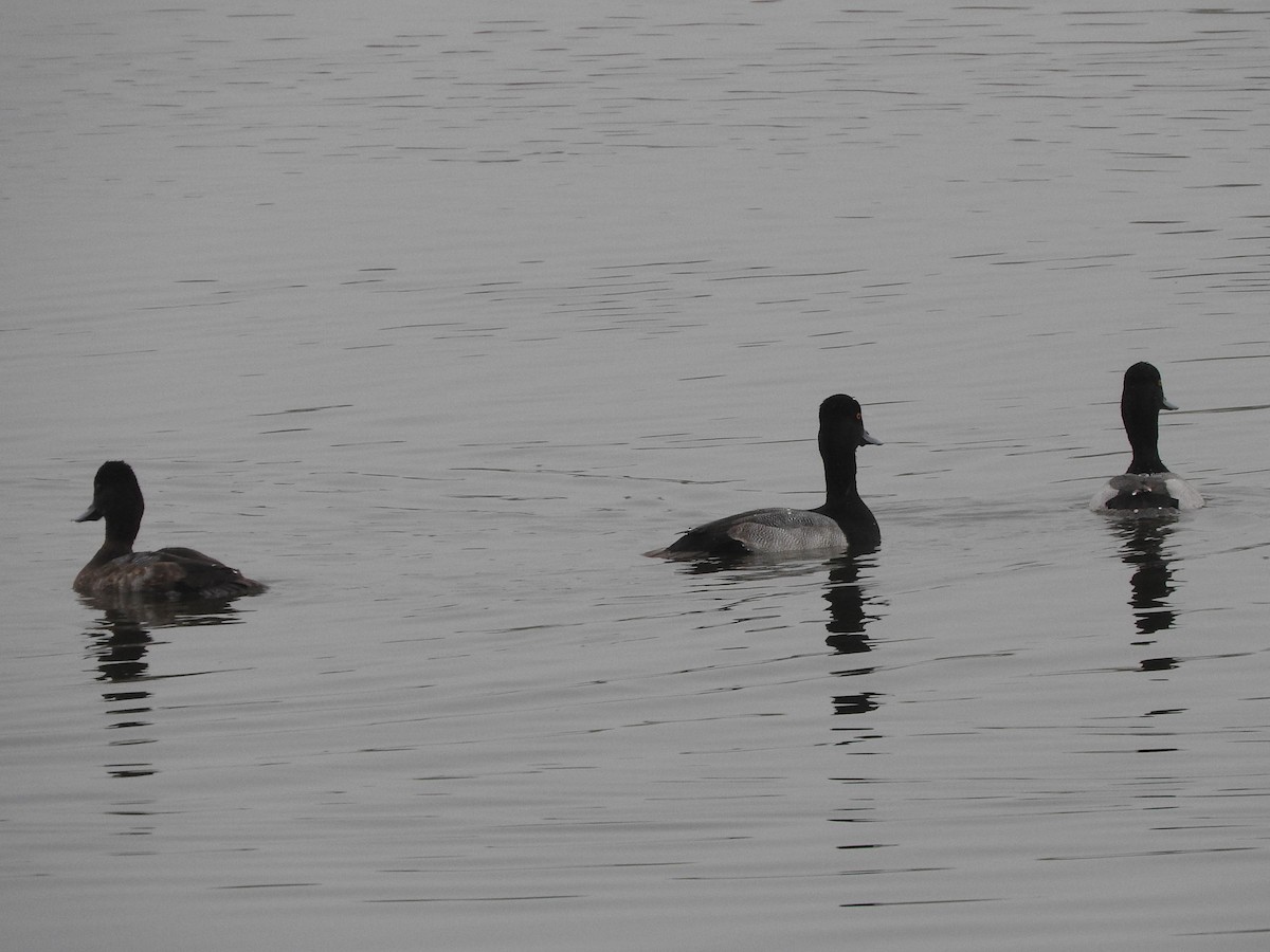 コスズガモ - ML646523818