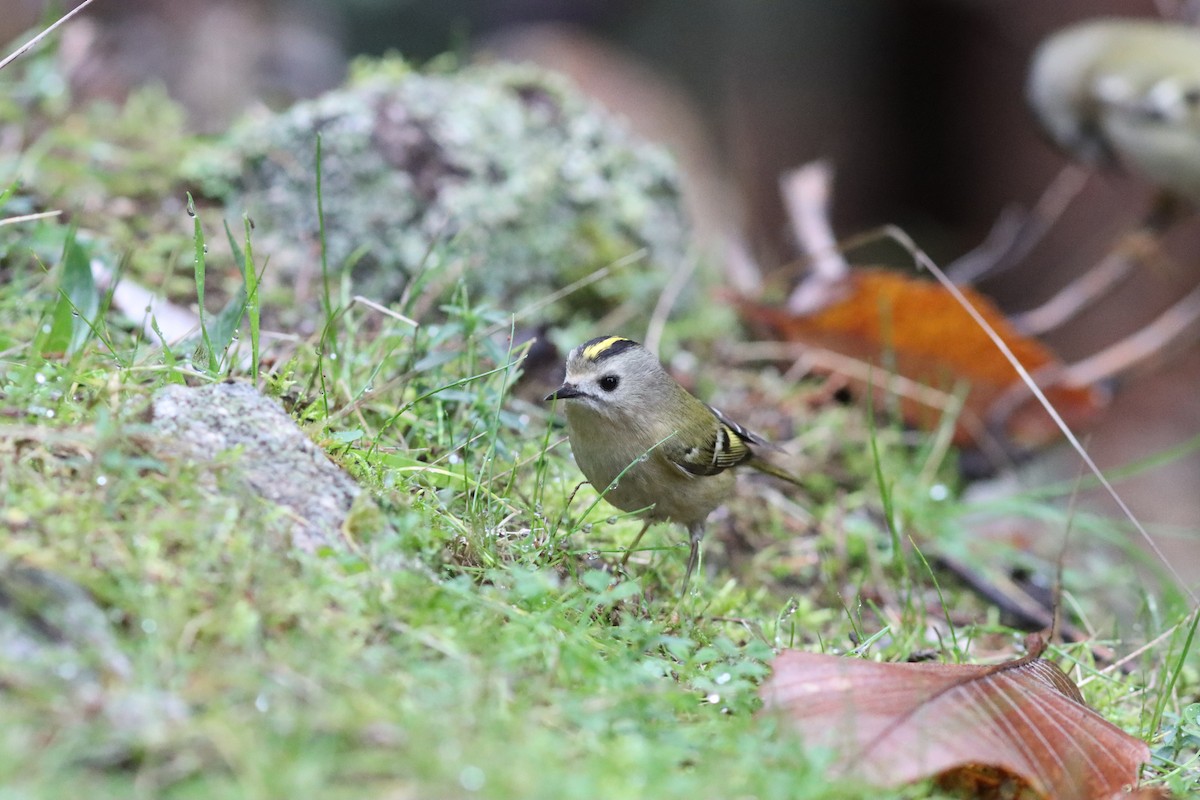 מלכילון האורנים - ML646523821