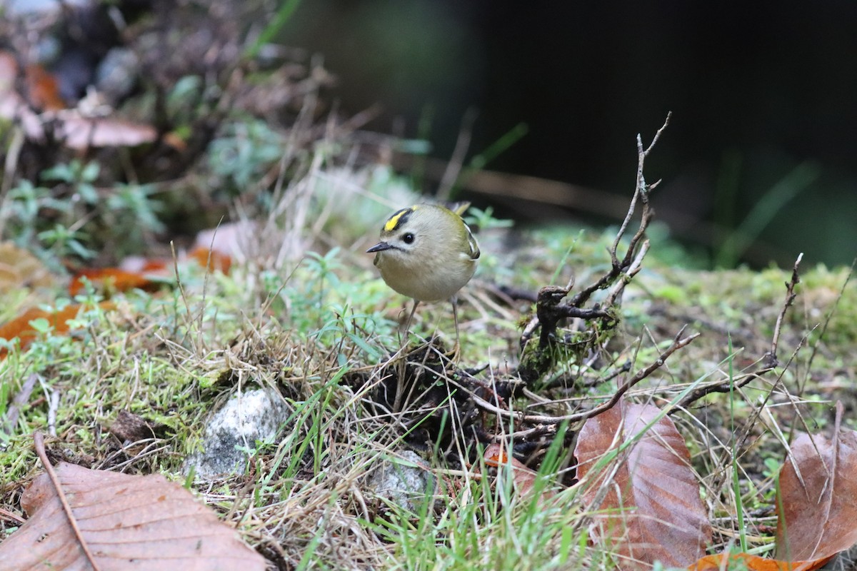 מלכילון האורנים - ML646523822