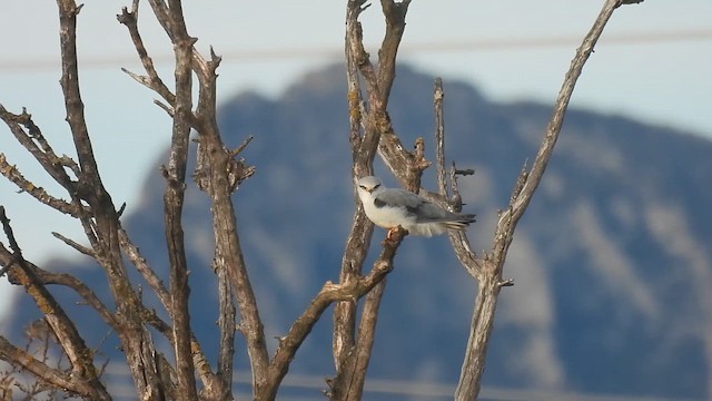 Black-winged Kite - ML646523823