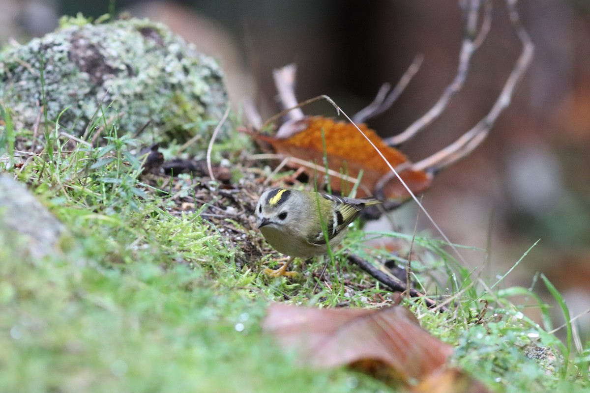 מלכילון האורנים - ML646523825