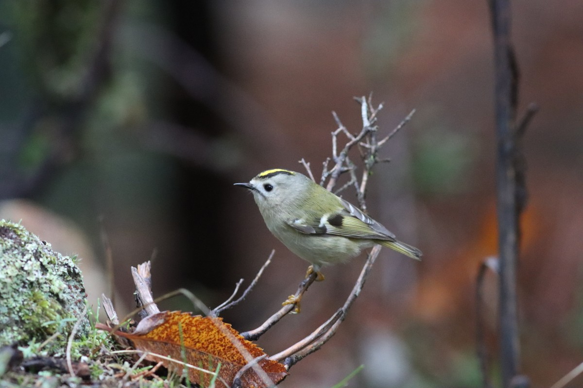 מלכילון האורנים - ML646523826