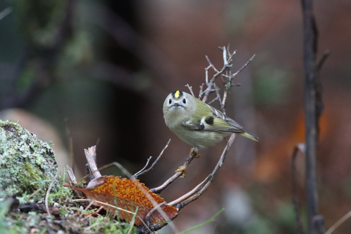 מלכילון האורנים - ML646523827