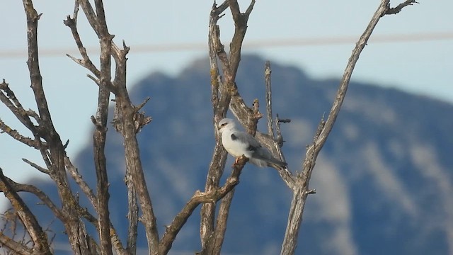 Black-winged Kite - ML646523828
