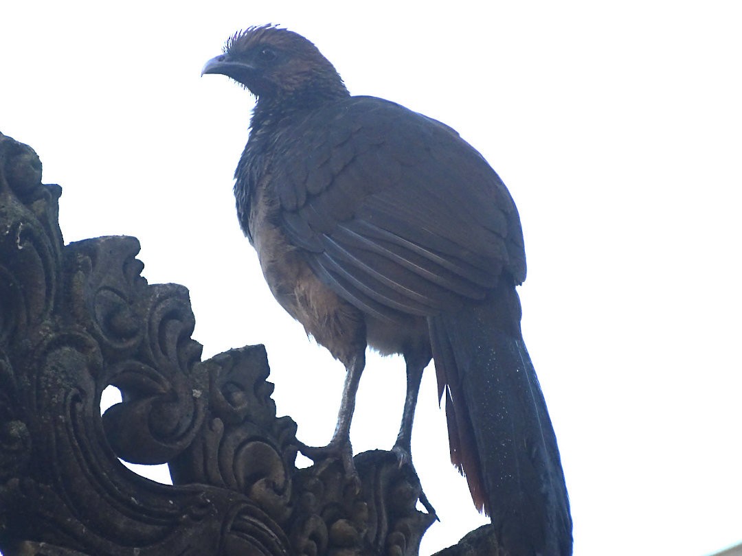 Chachalaca Oriental - ML646523829