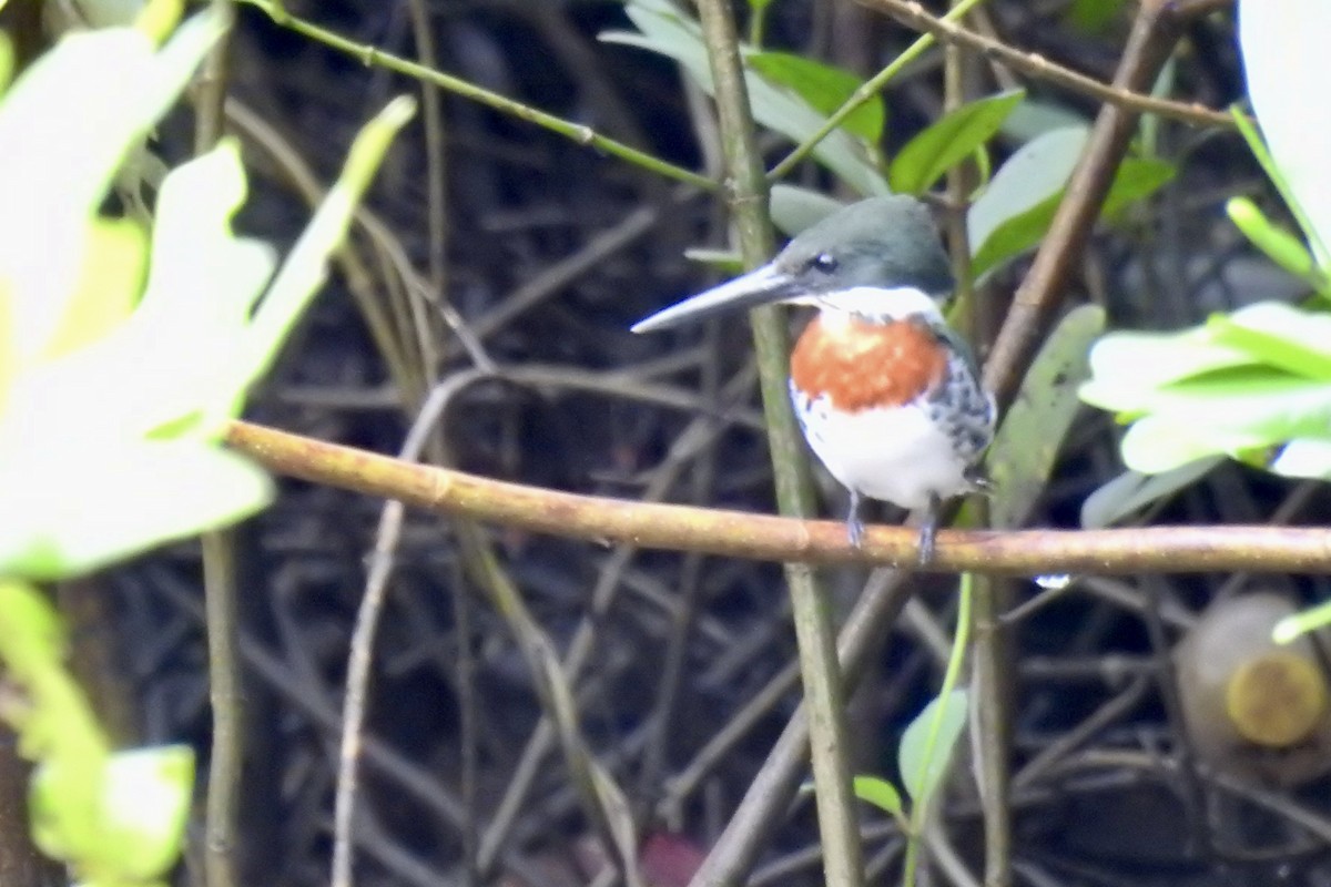 Green Kingfisher - ML646523831