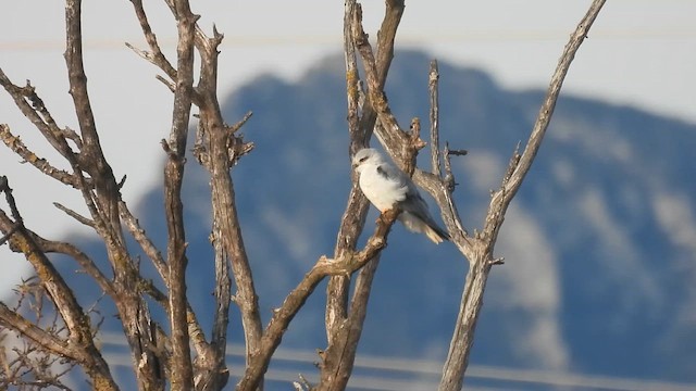 Black-winged Kite - ML646523834