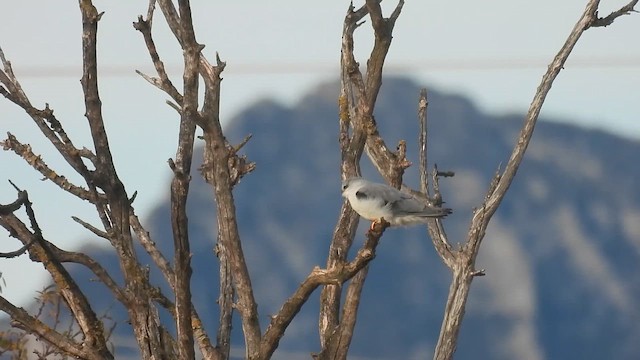 Black-winged Kite - ML646523835