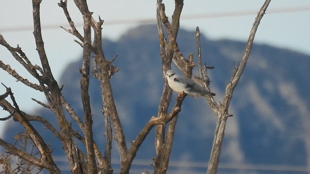 Black-winged Kite - ML646523836