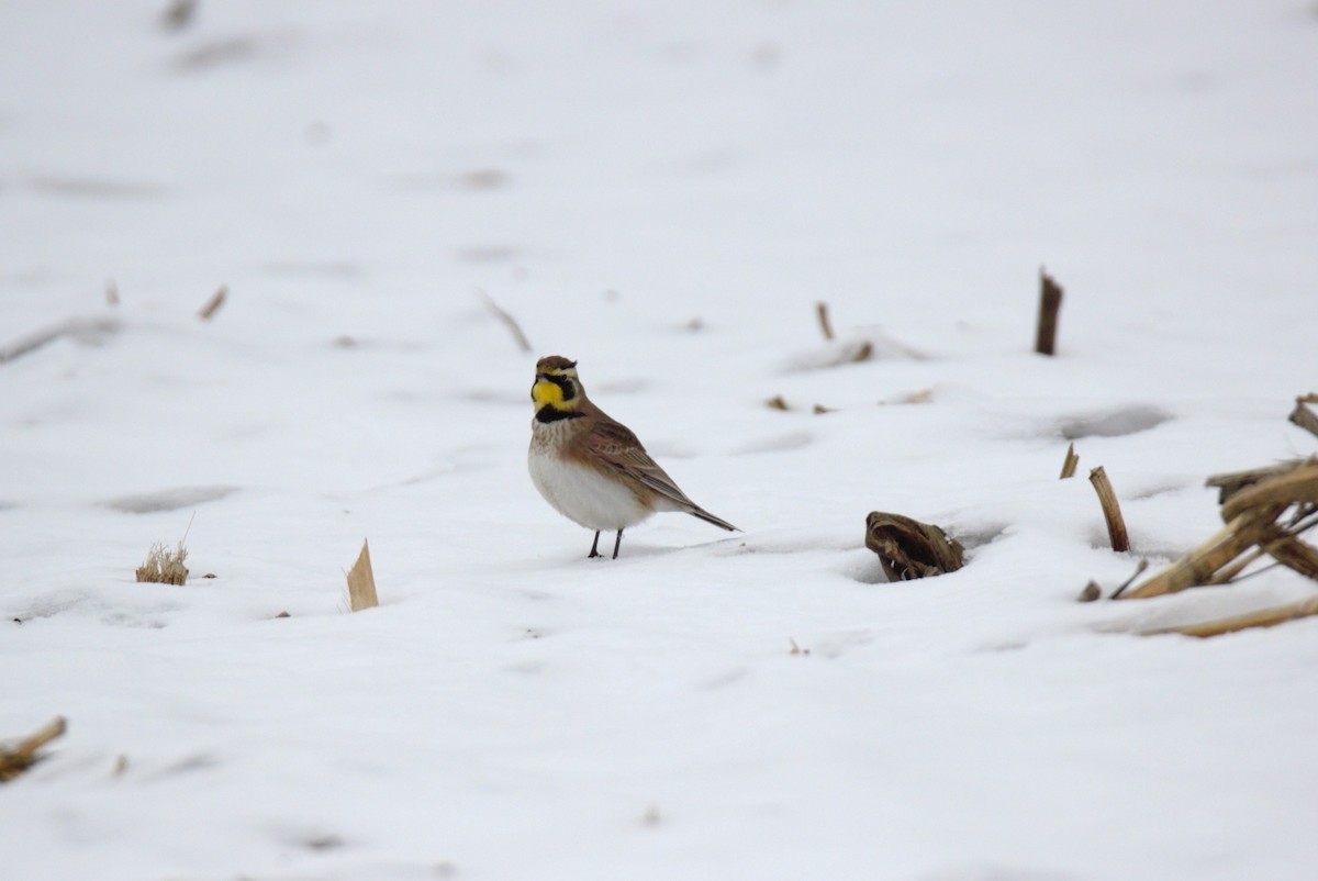 Horned Lark - ML646523838