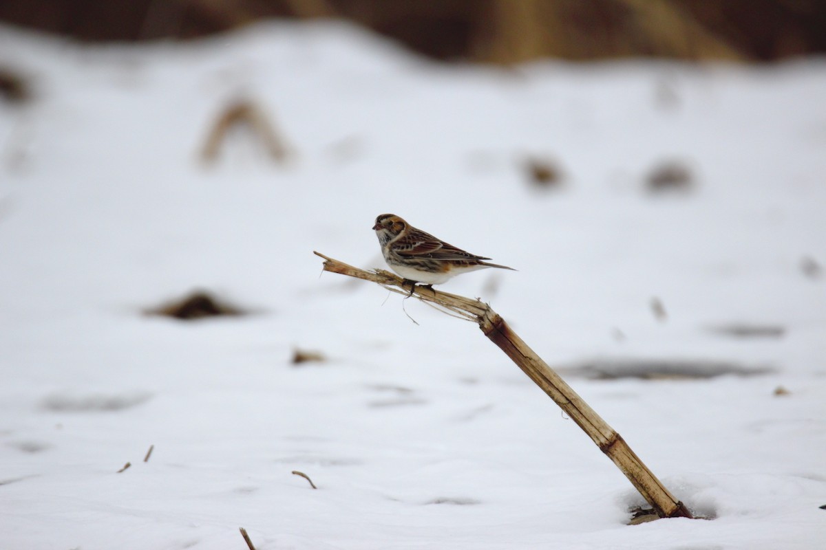 Spornammer - ML646523841