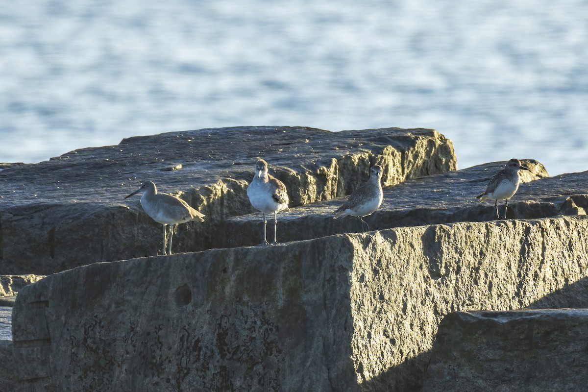 Willet - ML646523842