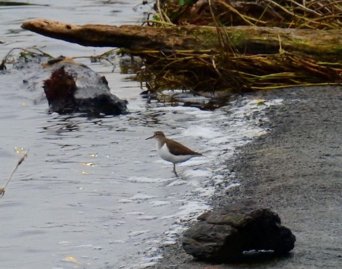 Kuliska txikia - ML646523846