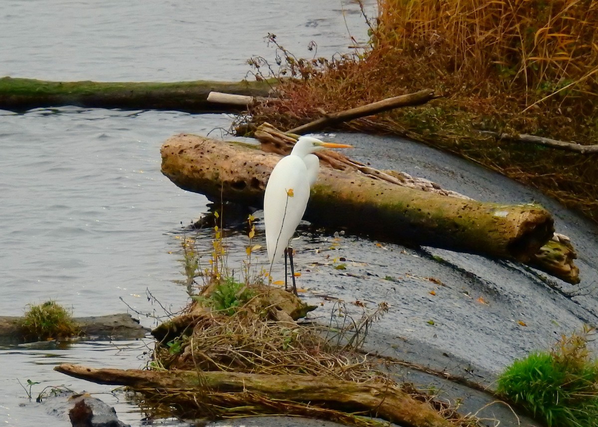 Koartza zuria - ML646523847