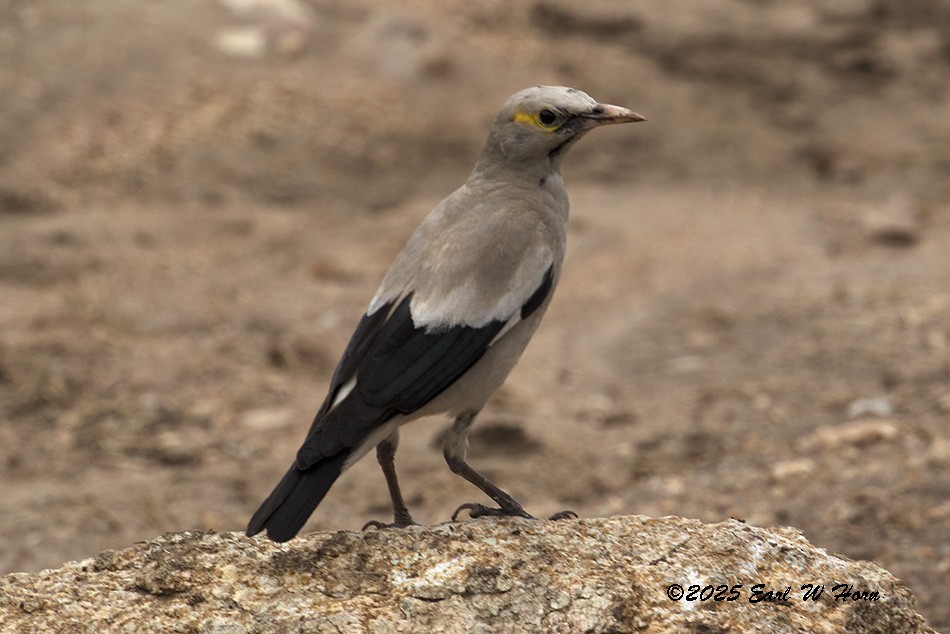 Бородатый скворец - ML646523848