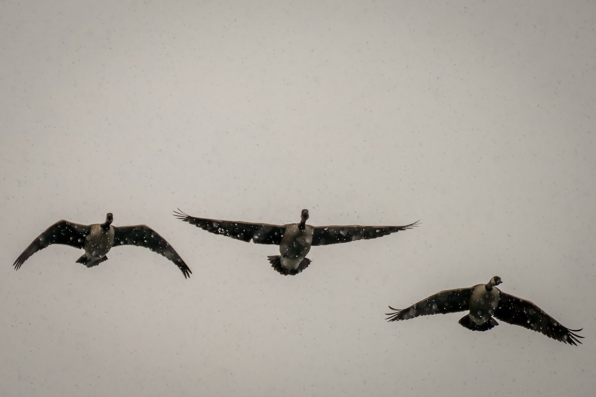 Canada Goose - ML646523850