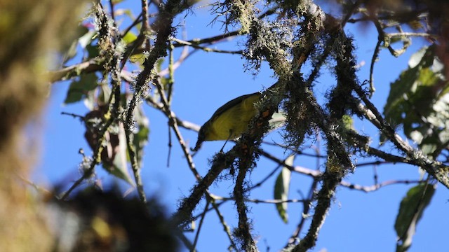 Superciliaried Hemispingus - ML646523851