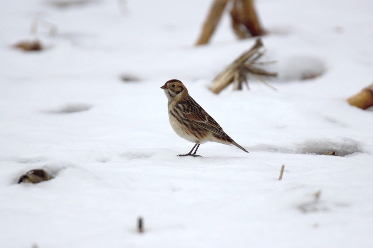 Spornammer - ML646523852