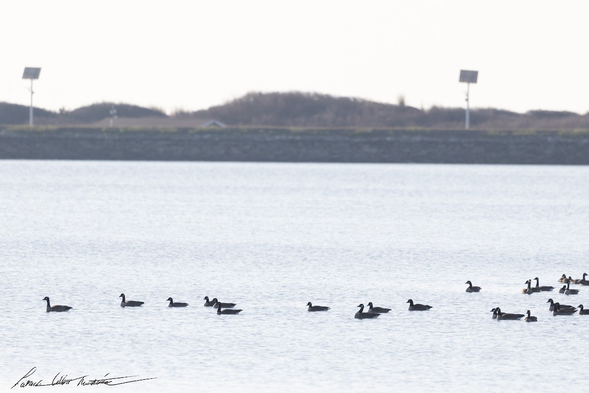Canada Goose - ML646523855