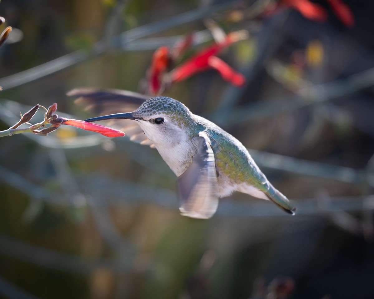 Costa Kolibrisi - ML646523857