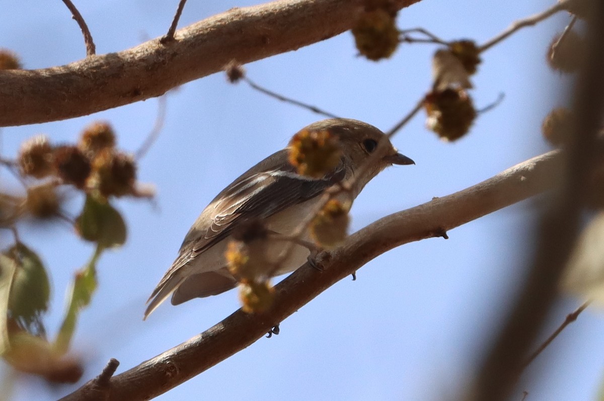 Kara Sinekkapan - ML646523858