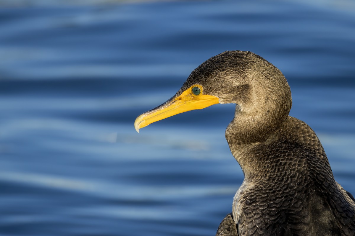 Kulaklı Karabatak - ML646523860