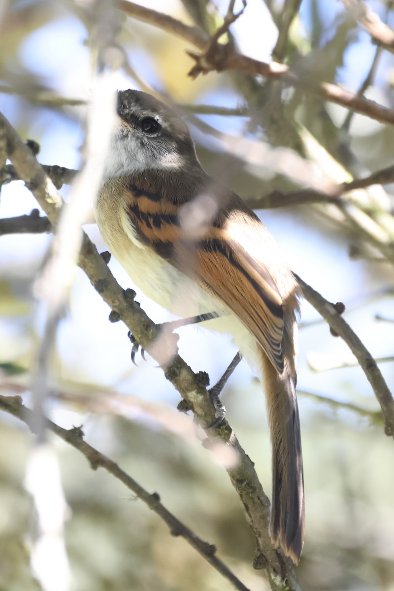White-throated Tyrannulet - ML646523861