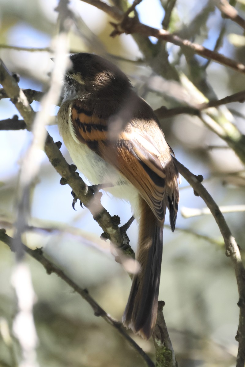 White-throated Tyrannulet - ML646523862