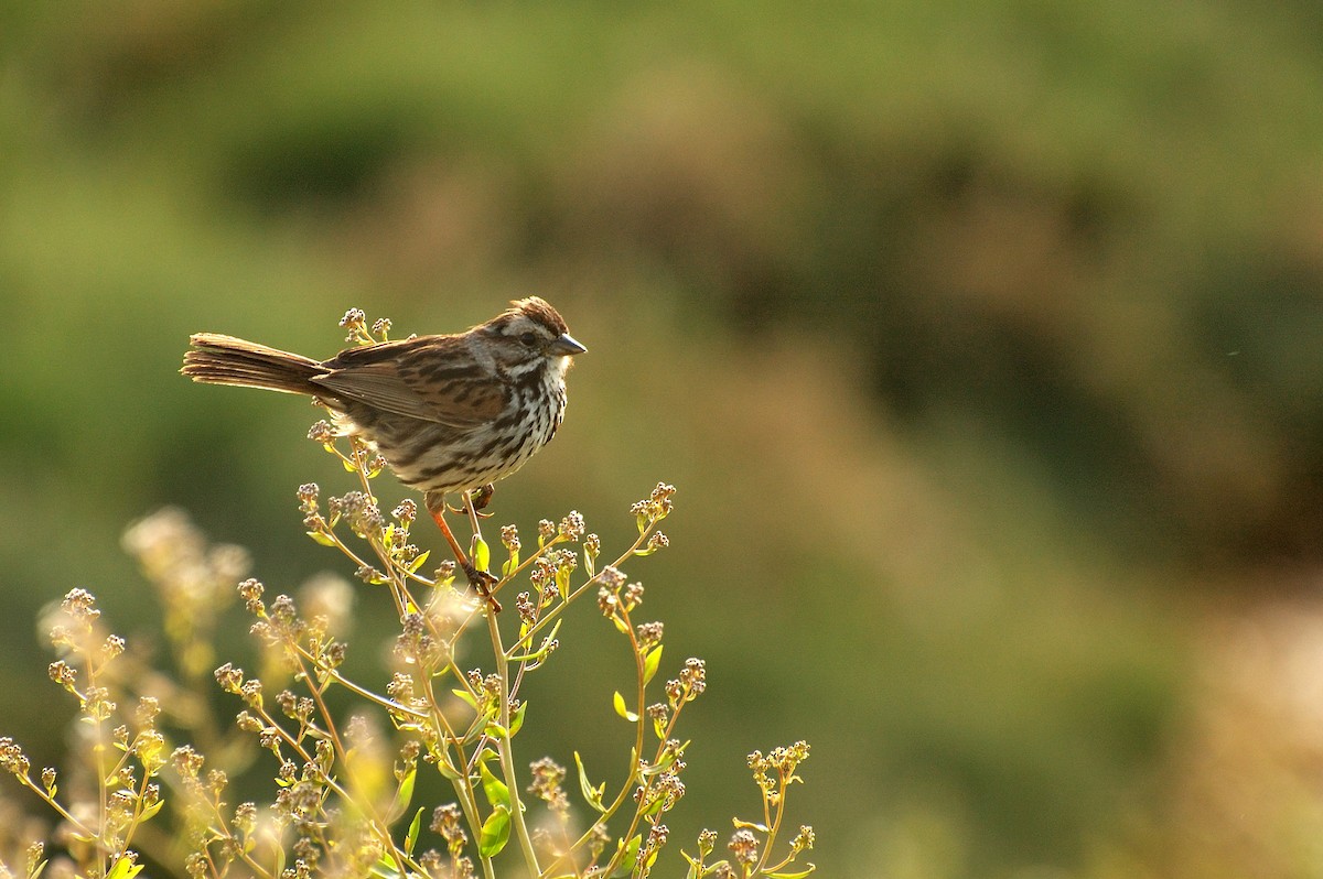 Ötücü Serçe - ML646523863