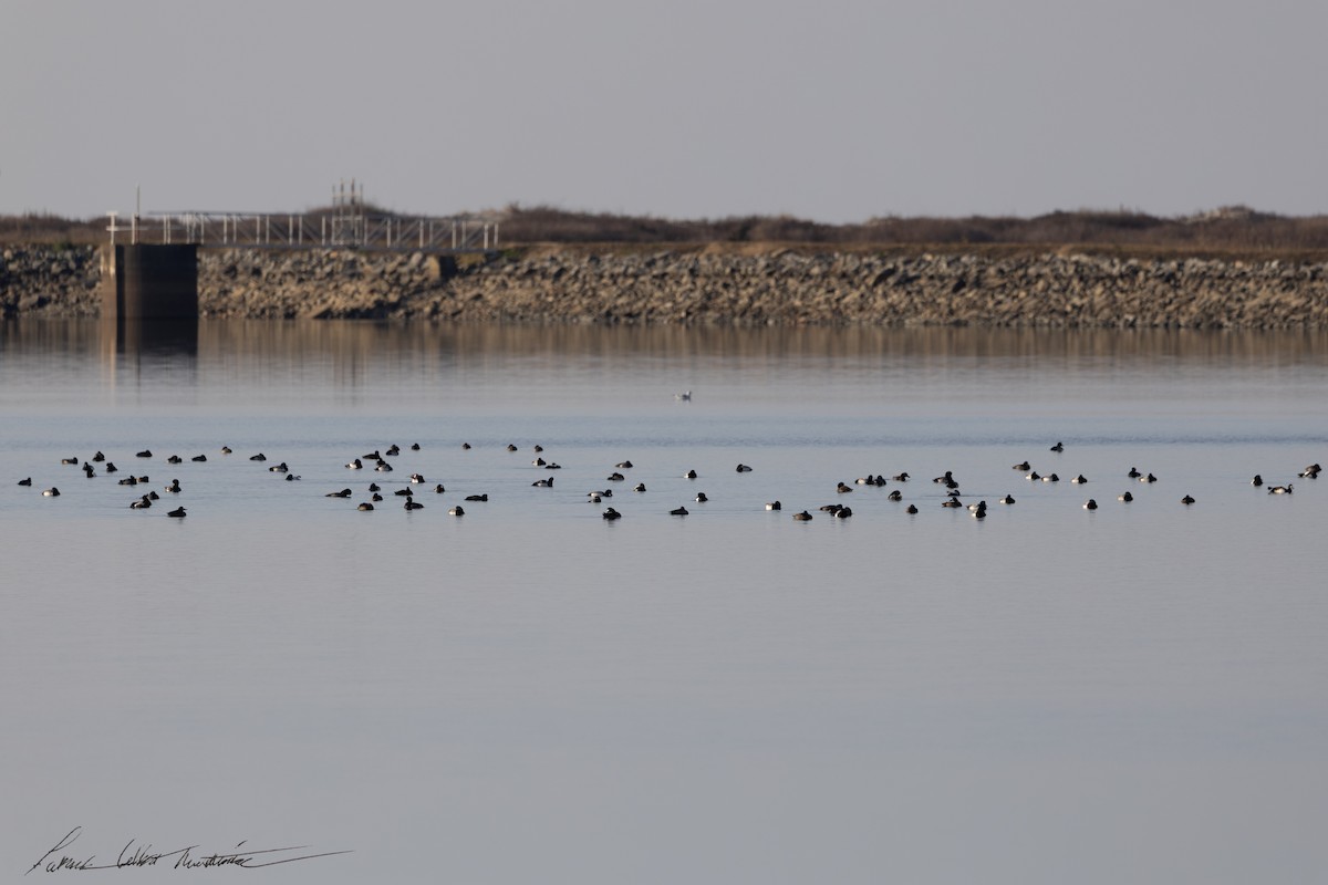 Karabaş Patka - ML646523864