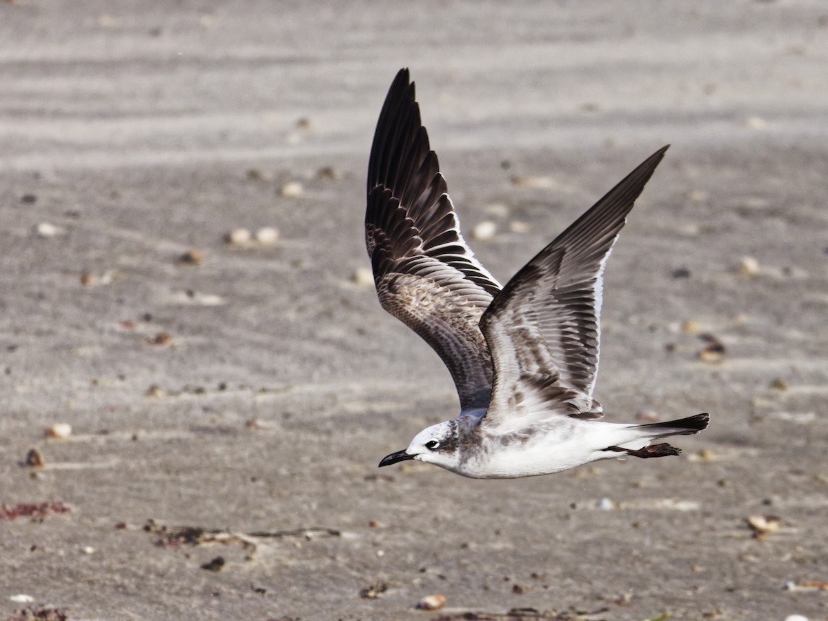 Gülen Martı - ML646523866