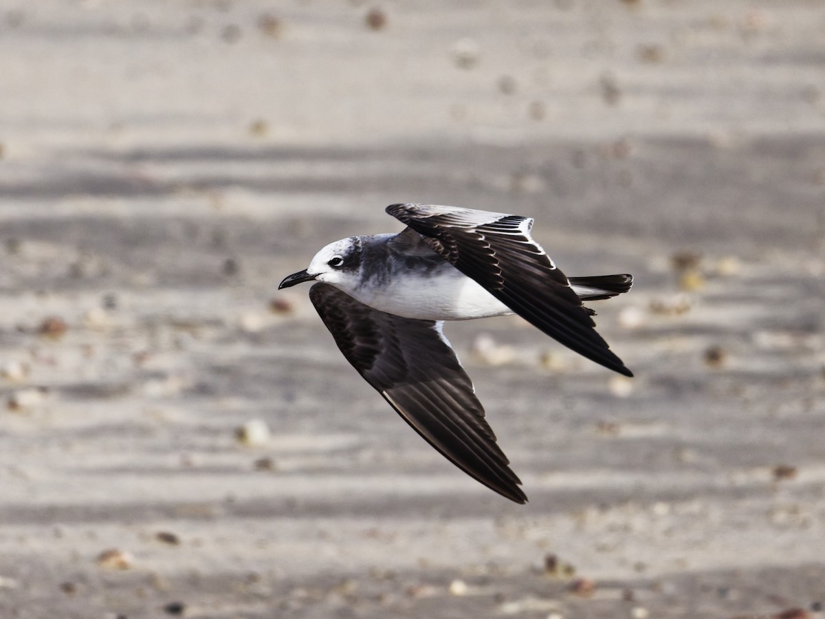 Gülen Martı - ML646523867