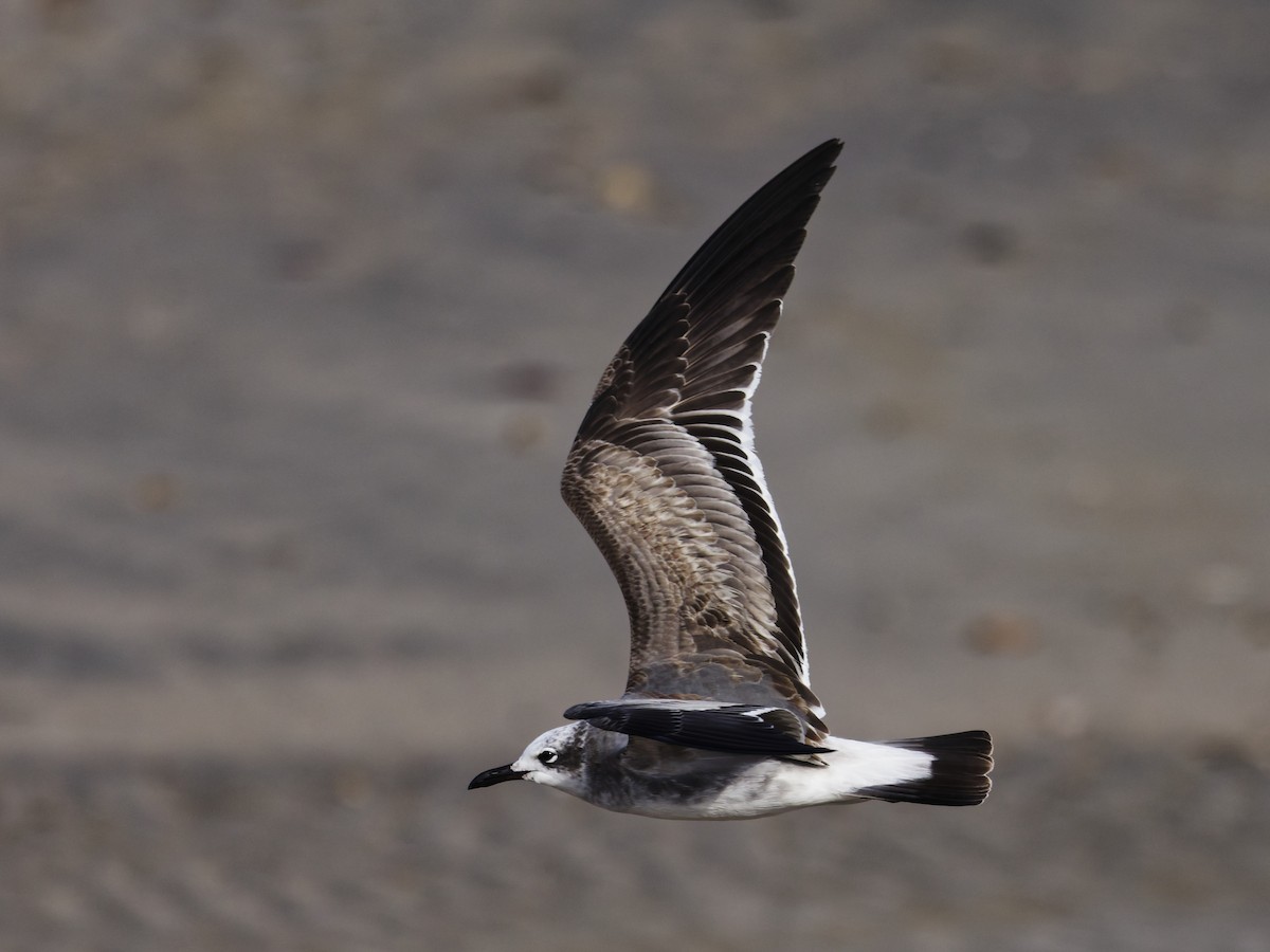 Gülen Martı - ML646523868