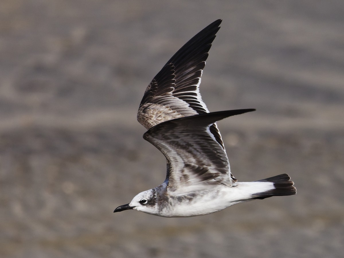 Gülen Martı - ML646523869