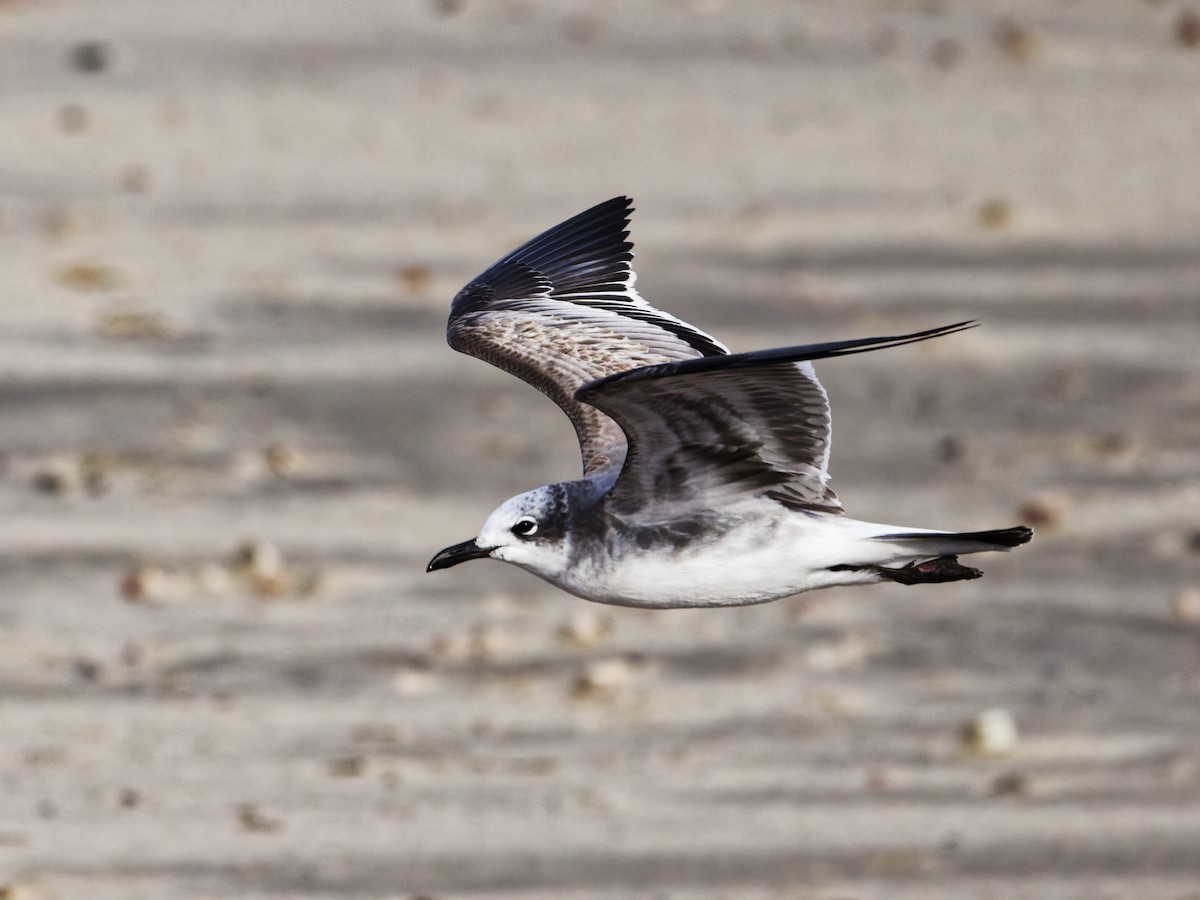 Gülen Martı - ML646523870