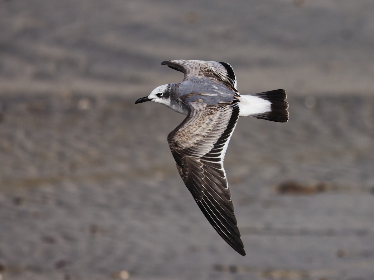 Gülen Martı - ML646523871