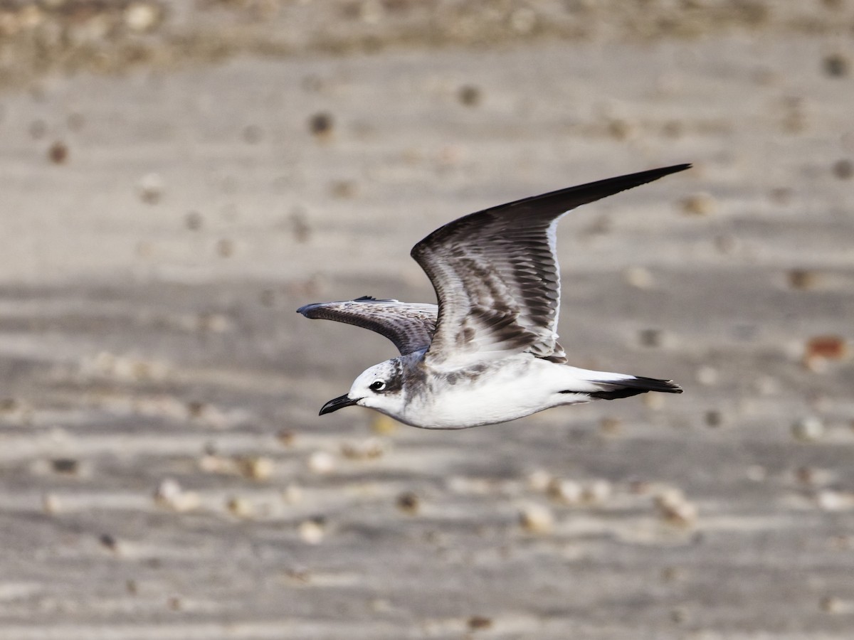 Gülen Martı - ML646523872