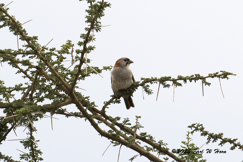 Yıldız Alınlı Dokumacı - ML646523873