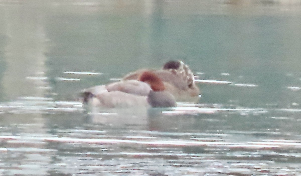 Amerika Elmabaşı - ML646523874