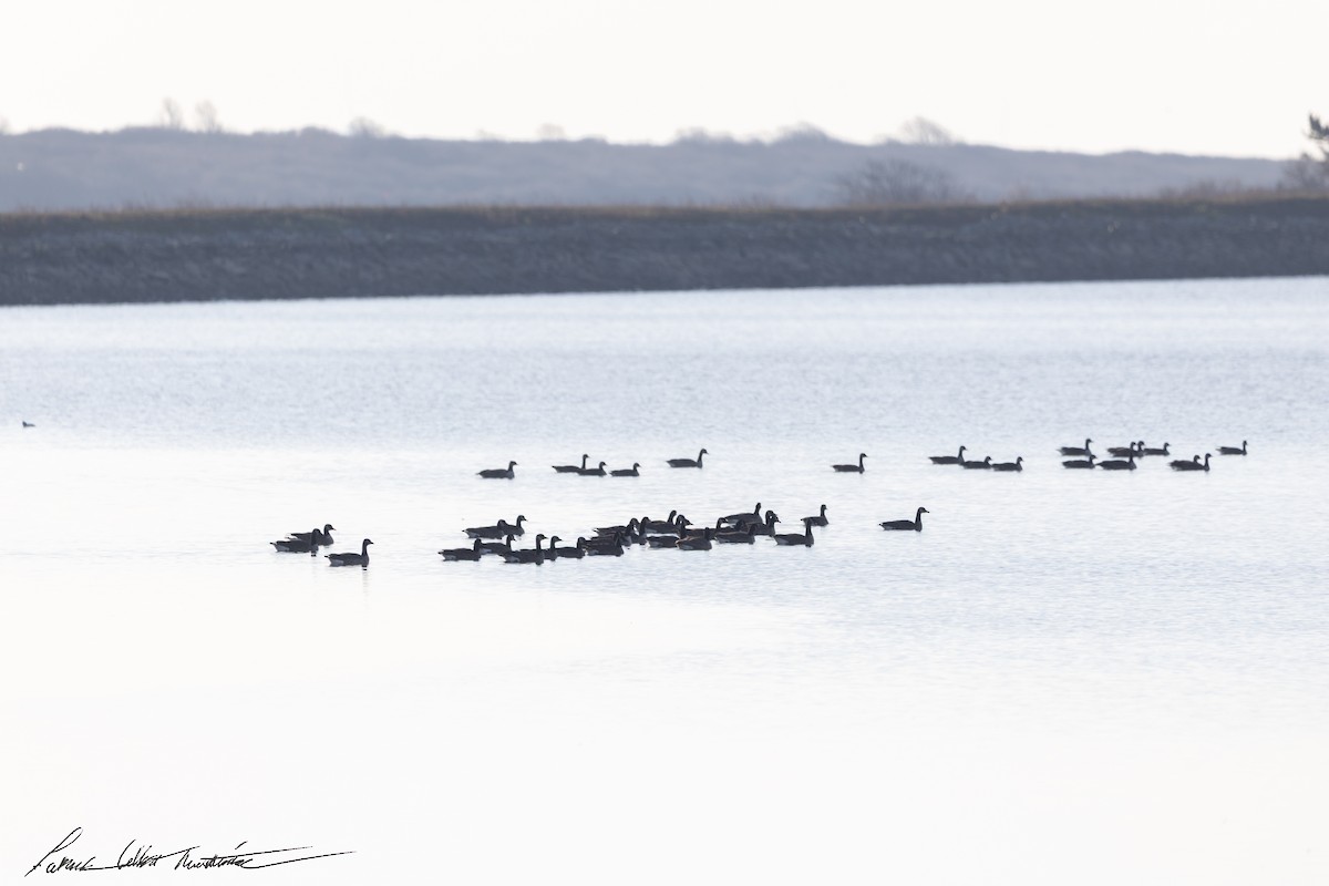 Kanada Kazı - ML646523880