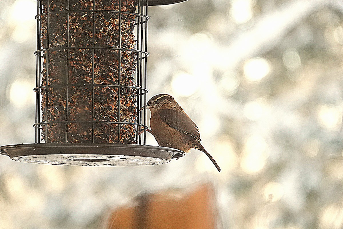 Carolina Wren - ML646523889