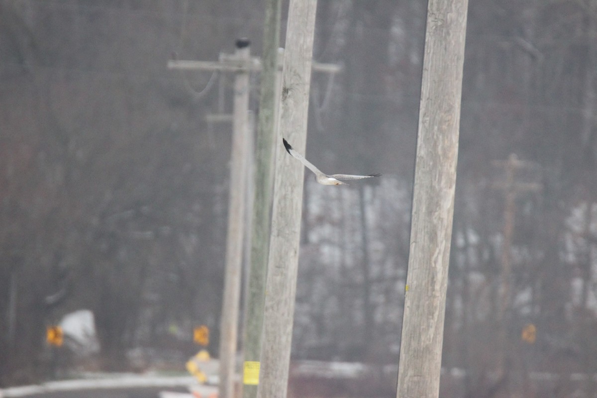 Amerika Delicesi - ML646523890