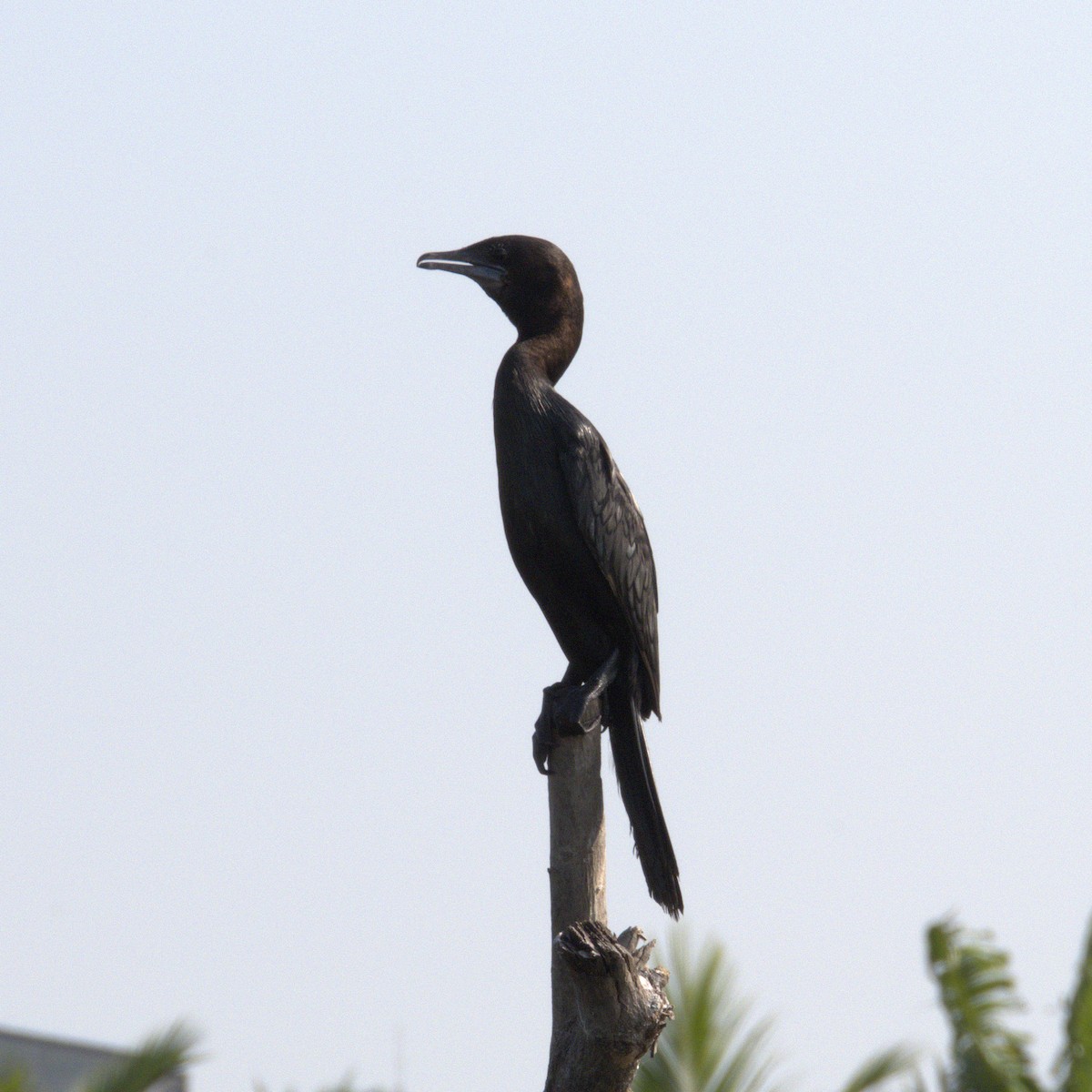 Kara Küçük Karabatak - ML646523891