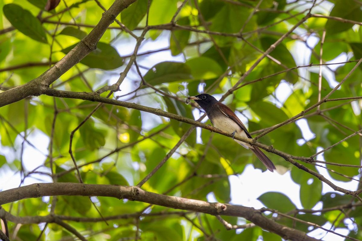 Siyah Japon Monarkı - ML646523892