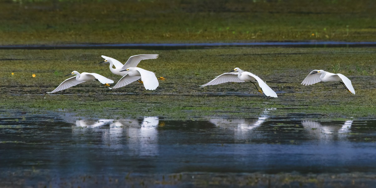 Karbeyaz Balıkçıl - ML646523893