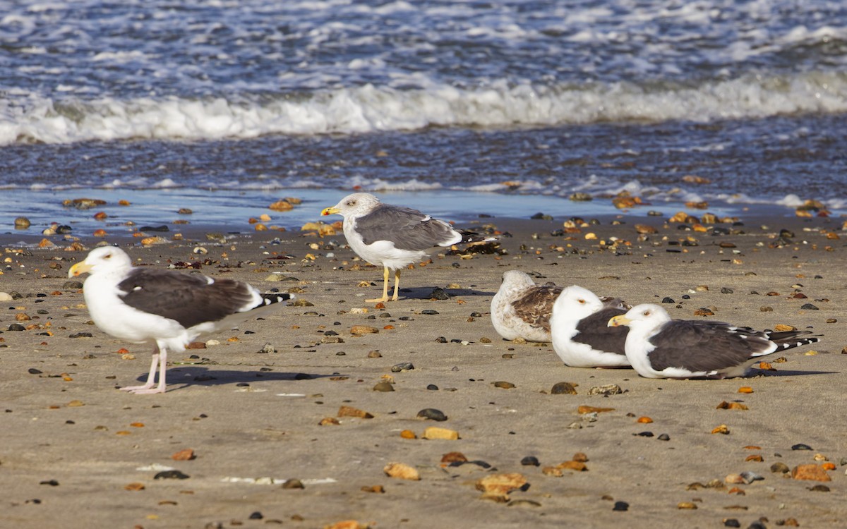 Kara Sırtlı Martı - ML646523895