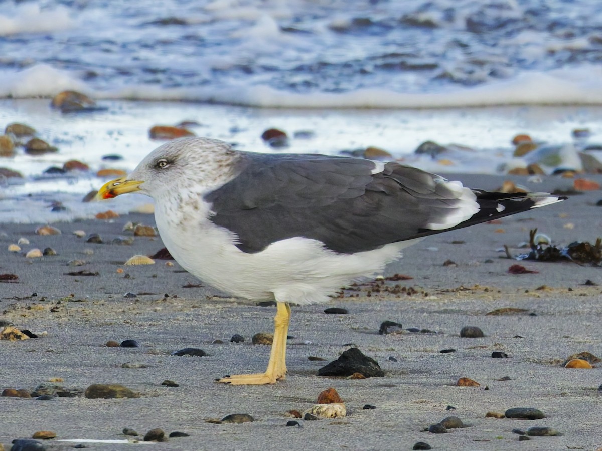 Kara Sırtlı Martı - ML646523896