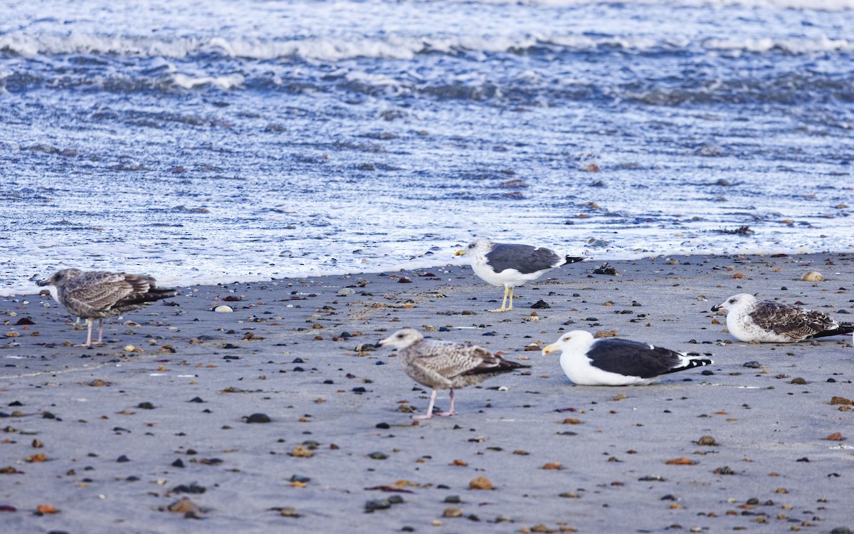 Kara Sırtlı Martı - ML646523897